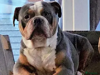 Olde English Bulldogge dogs old english bulldogg - Advert 13