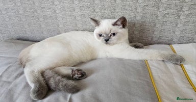 Scottish Fold cats - Advert 1