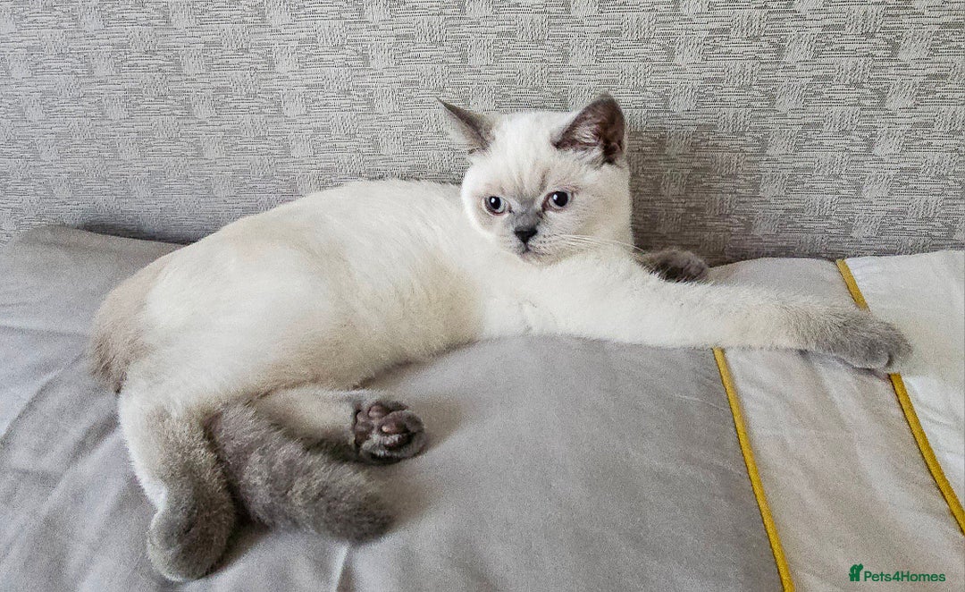 Scottish Fold cats for sale: 😻SF pedigree TICA 😸 BOTH for £1000😸 - Image 11