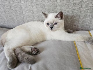 Scottish Fold cats - Advert 3