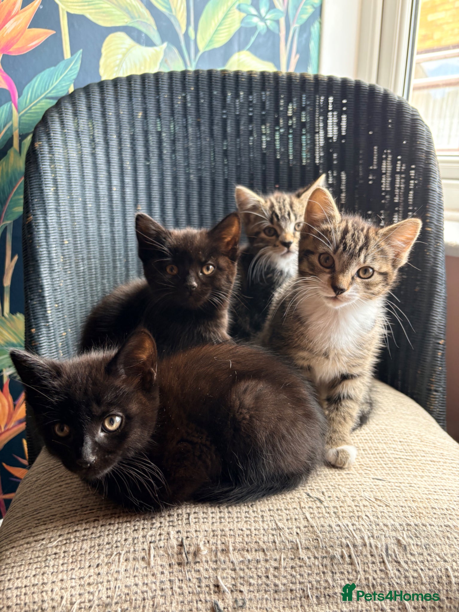 Mixed Breed cats Kittens - Advert 2