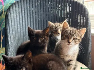 Mixed Breed cats Kittens - Advert 2