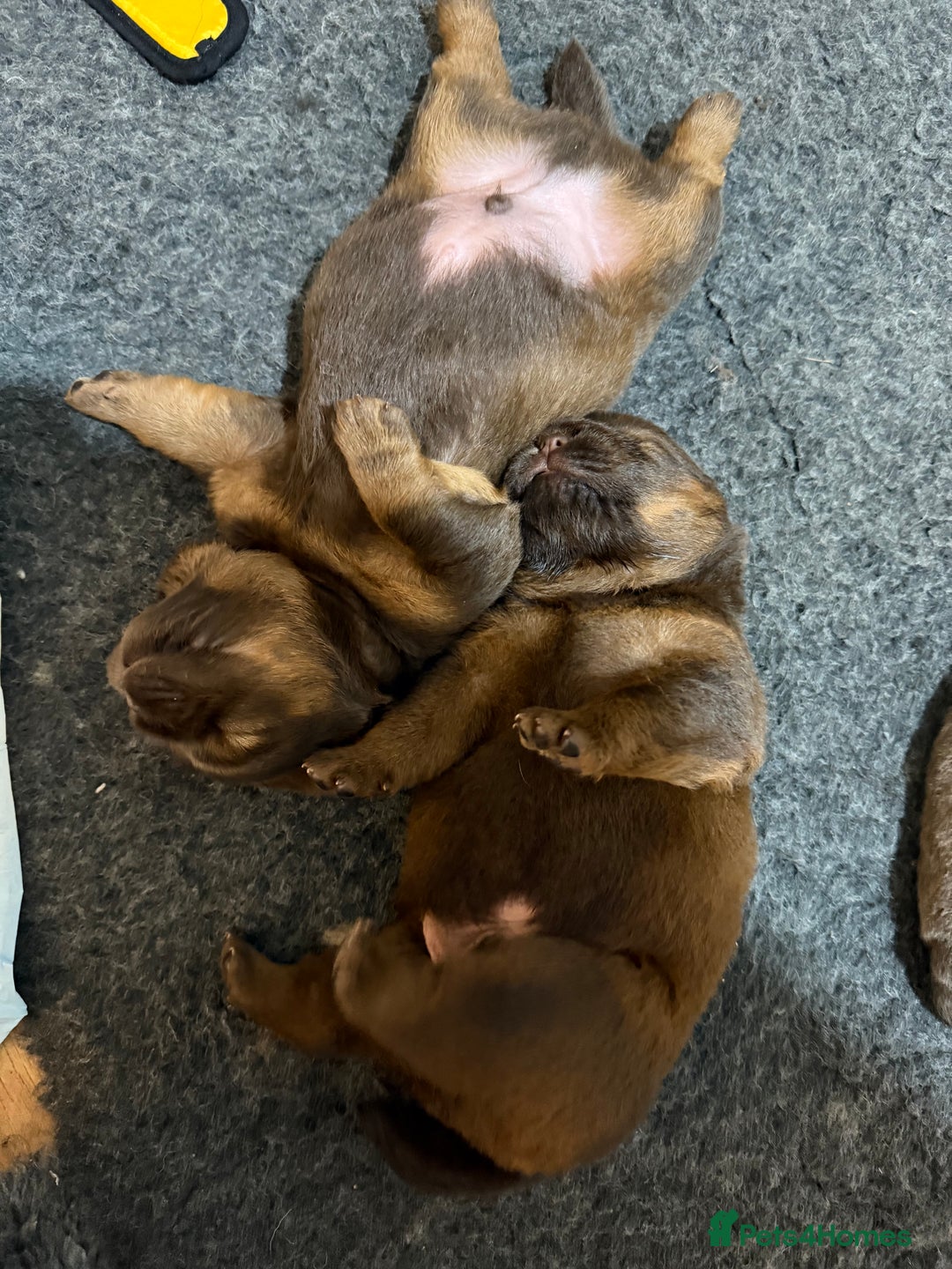 Chow Chow dogs for sale: Beautiful chow litter KC registered 🧬💜🍫 - Advert 14