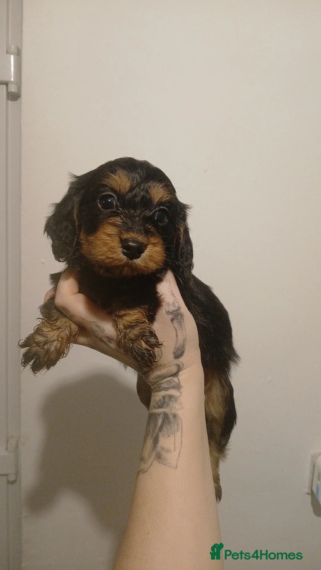 Cockapoo dogs for sale: Last 2 stunning babies left - Advert 3