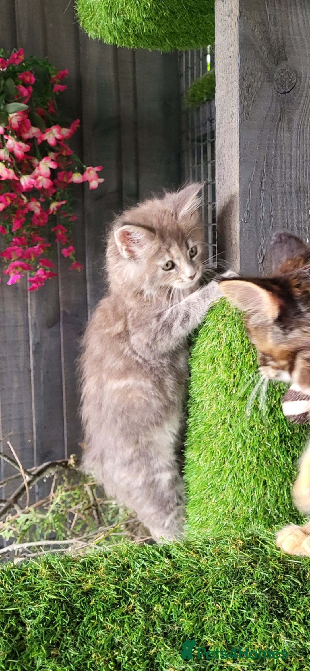 Maine Coon cats Pedigree Maine Coon kittens - Advert 1