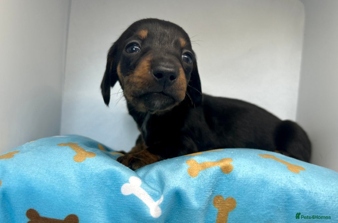 Miniature Dachshund dogs for sale: Miniature Dachshund - 1 Black and tan girl left - Image 29