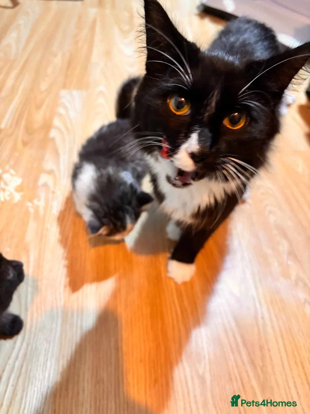 Mixed Breed cats for sale: Beautiful Kittens  in Dartmouth - Advert 12
