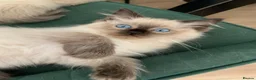 Ragdoll cats for sale: BEAUTIFUL RAGDOLL KITTENS READY NOW  - Advert 8