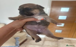 Mixed Breed dogs for sale: French billhuahua - Image 25