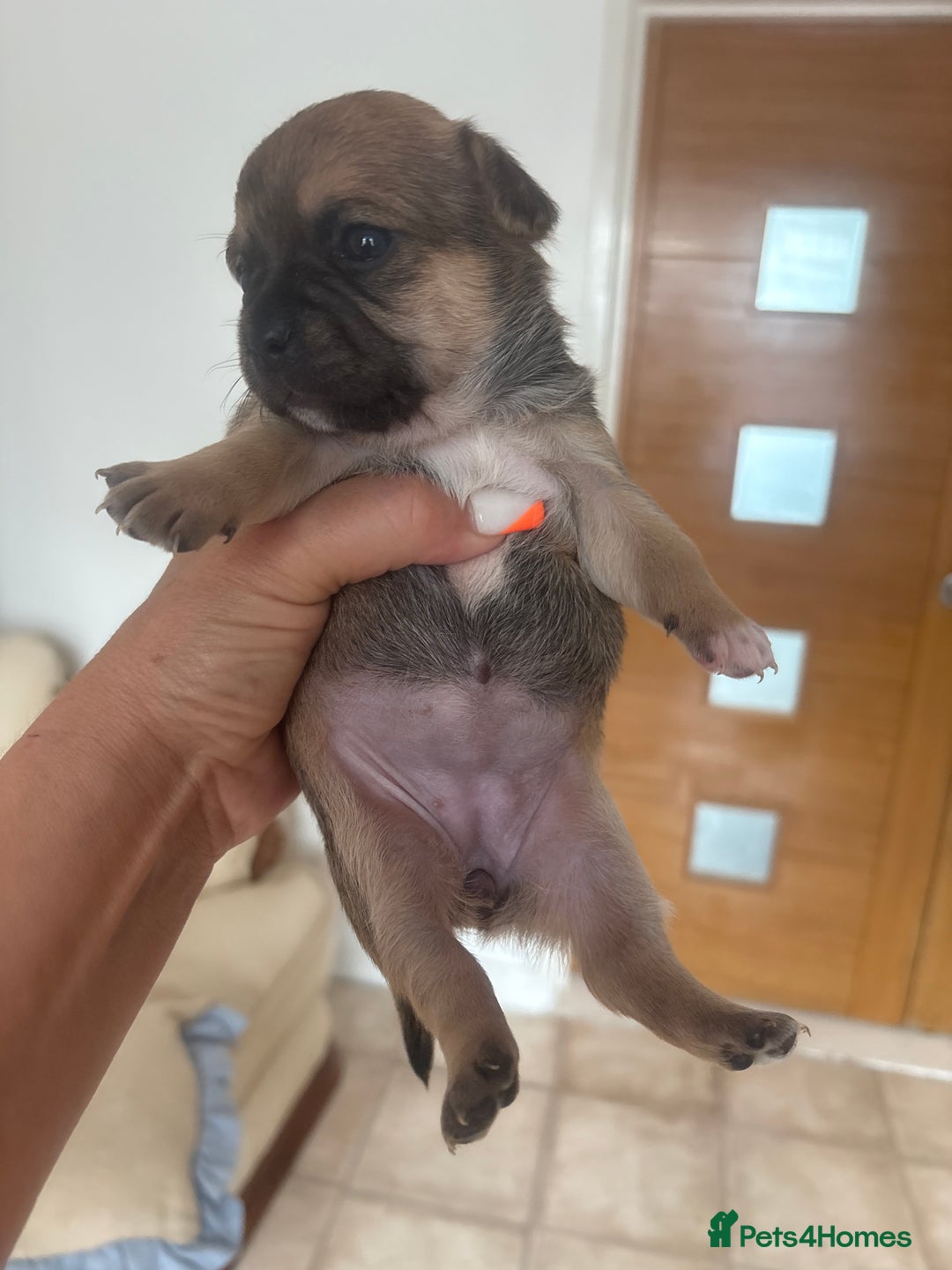 Mixed Breed dogs for sale: French billhuahua - Image 25