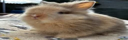Lionhead rabbits for sale: PURE BRED LIONHEAD BABIES - Advert 9