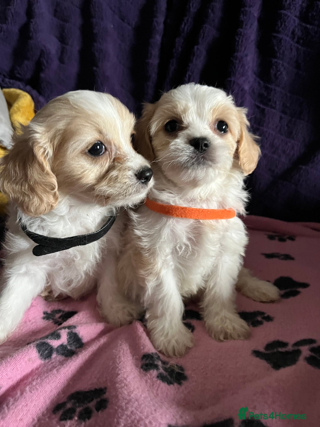 Cavachon dogs for sale: Cute Cavachon puppies  - Image 9
