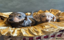 Miniature Dachshund dogs for sale: KC Reg Miniature Dachshund Puppies  - Image 5