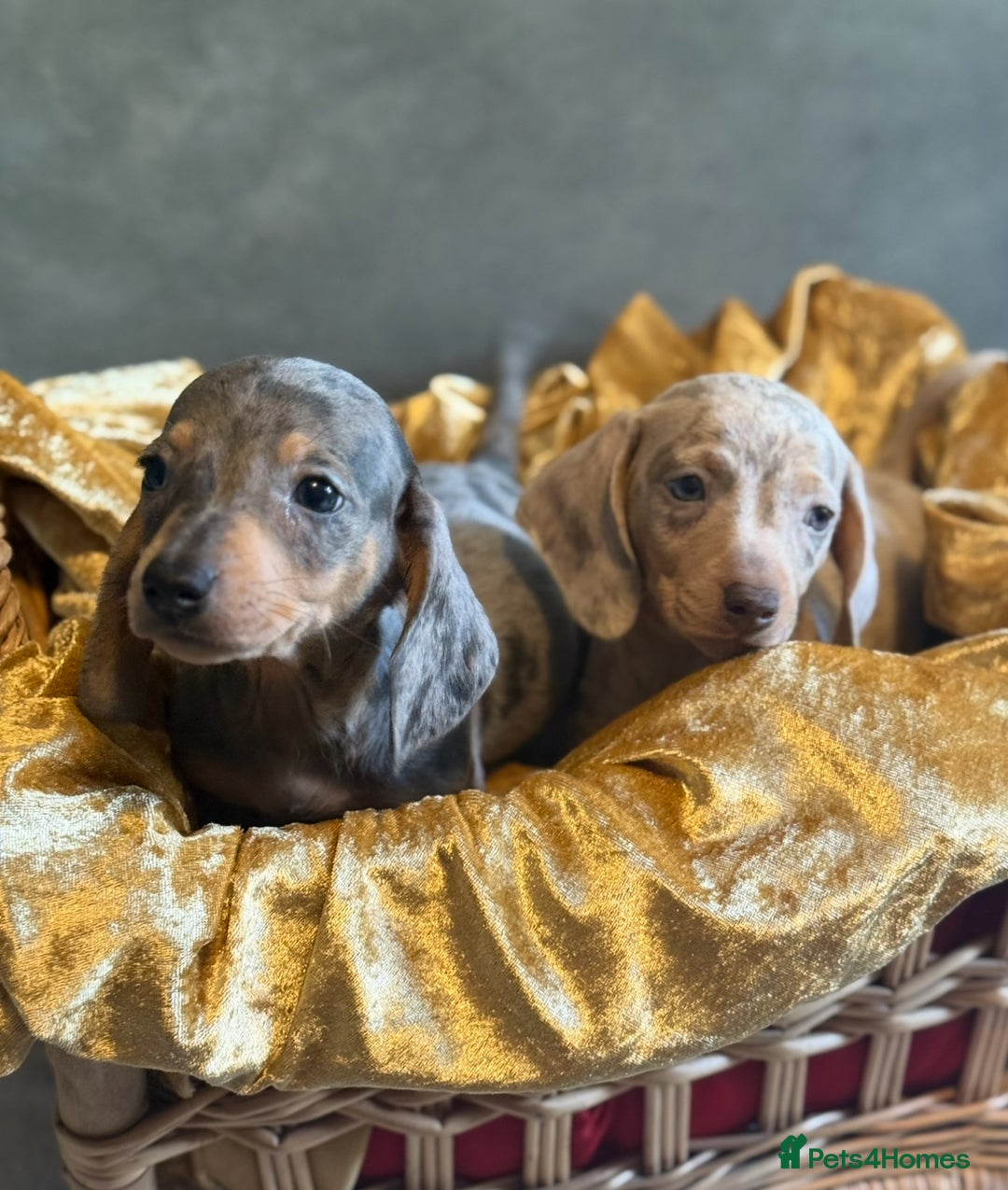 Miniature Dachshund dogs for sale: KC Reg Miniature Dachshund Puppies  - Image 5