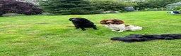 Springador dogs for sale: Springador Puppies in Insch - Advert 4