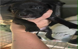 Mixed Breed dogs for sale: Staffy cross pups - Image 5