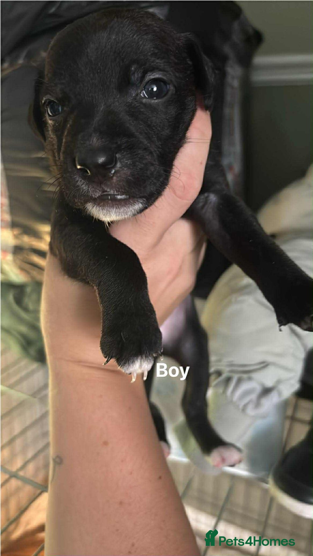Mixed Breed dogs for sale: Staffy cross pups - Image 5