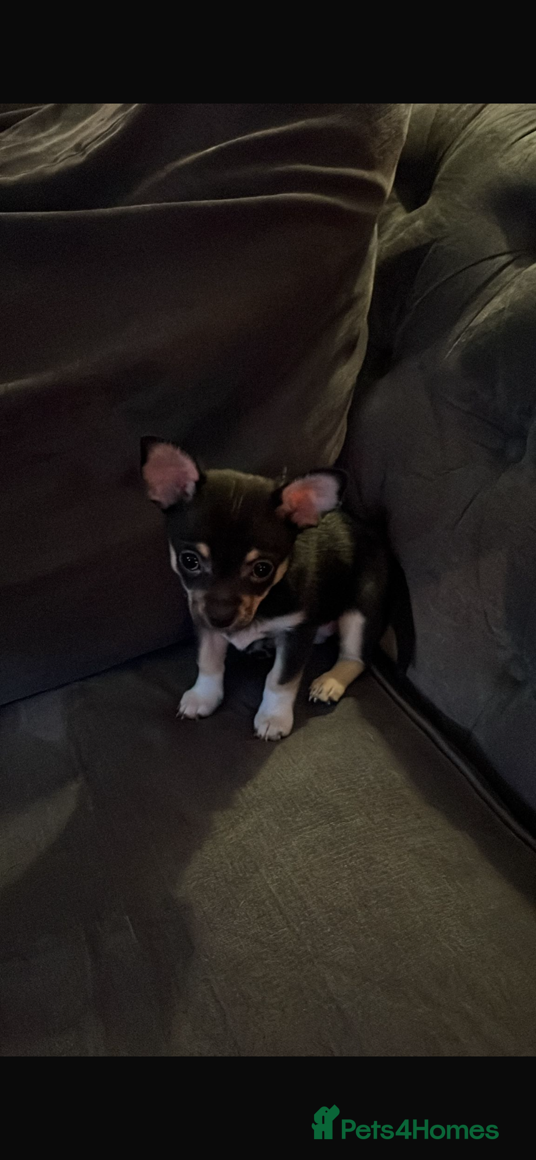 Chihuahua dogs for sale: ❤️ Last little boy ready for his forever home ❤️ - Advert 35