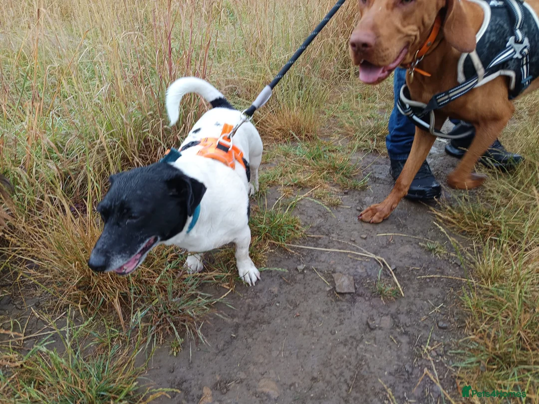 Jack Russell dogs for sale: 6 year old Jack Russell  - Advert 2