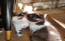 Mixed Breed cats for sale: Half pedigree kittens - Image 7