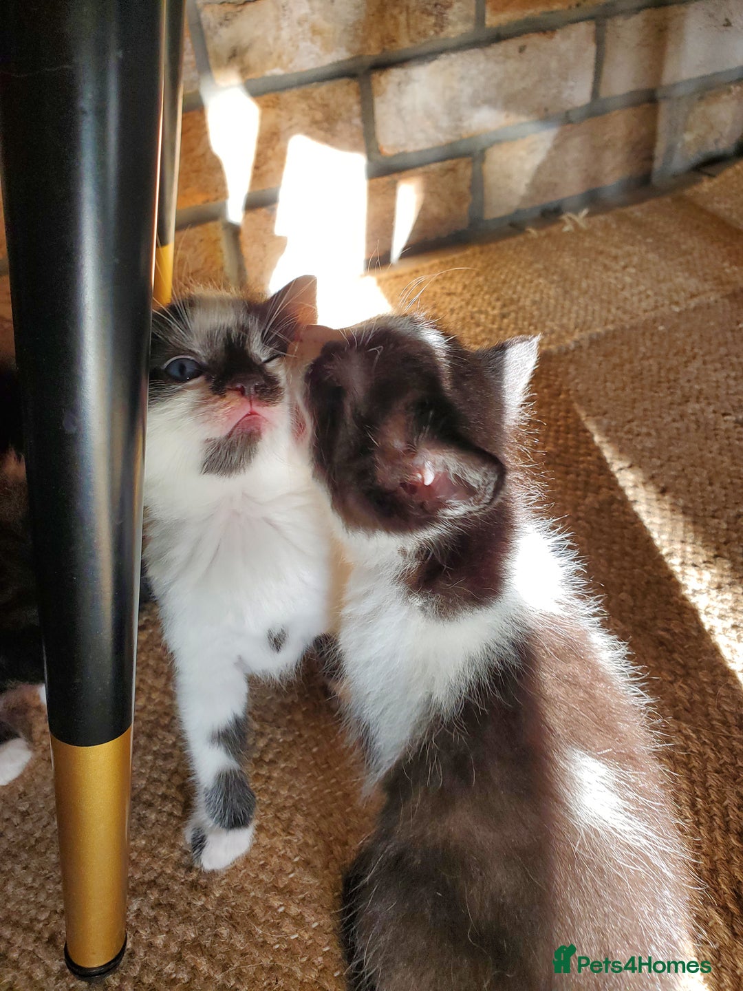 Mixed Breed cats for sale: Half pedigree kittens - Image 7