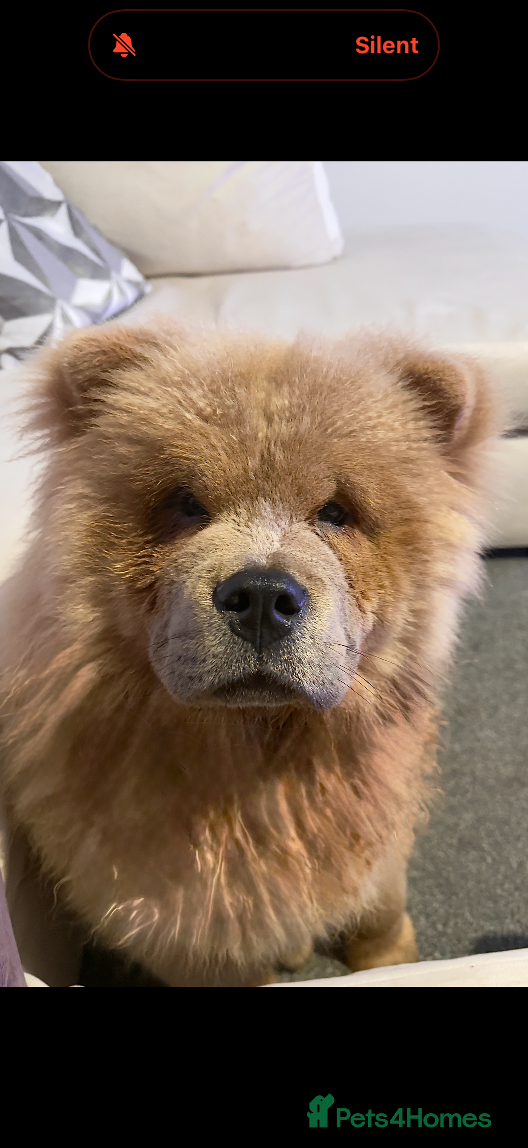 Chow Chow dogs for sale: 6 month old male chow chow  - Advert 2