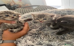 British Shorthair cats for sale: 🌟 Adorable Kittens 🌟 - Image 4