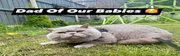 British Shorthair cats for sale: 🧸Top Quality Registered Teddy Bear BSH🧸 - Advert 9