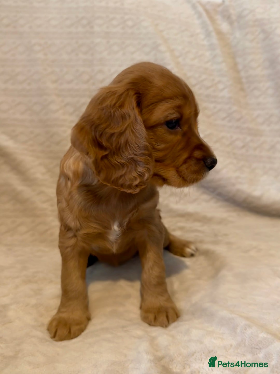 Cocker Spaniel dogs for sale: Last red girl left ready to leave now - Advert 19