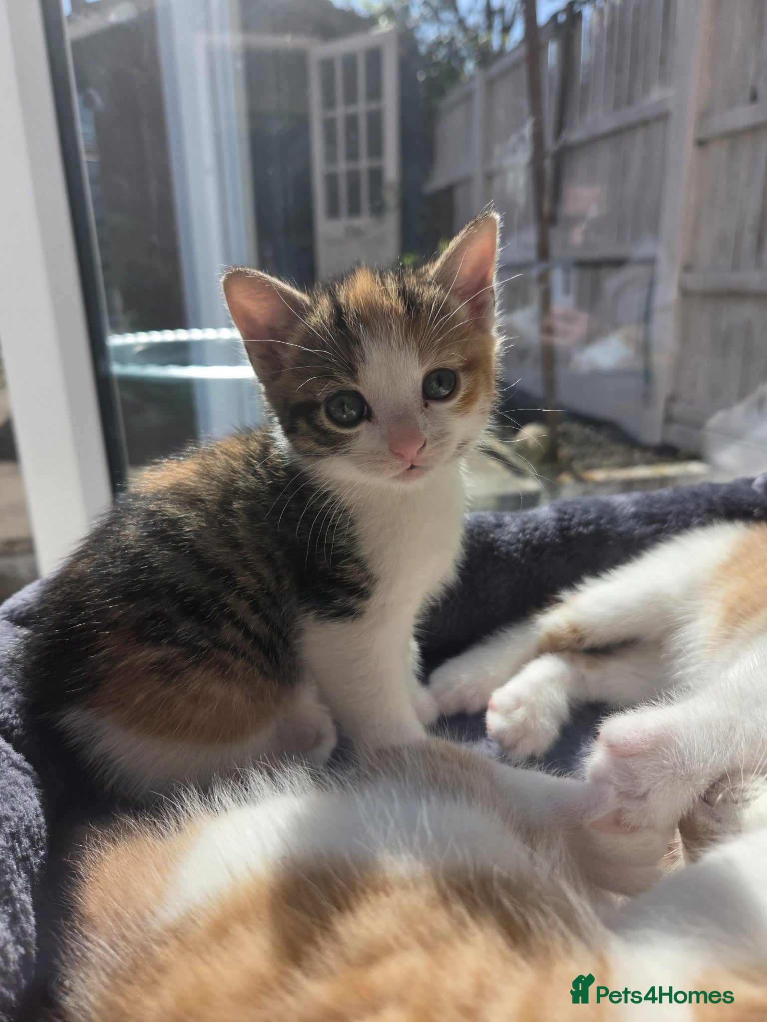 Mixed Breed cats Only 1 friendly baby girl avaliable. - Advert 8