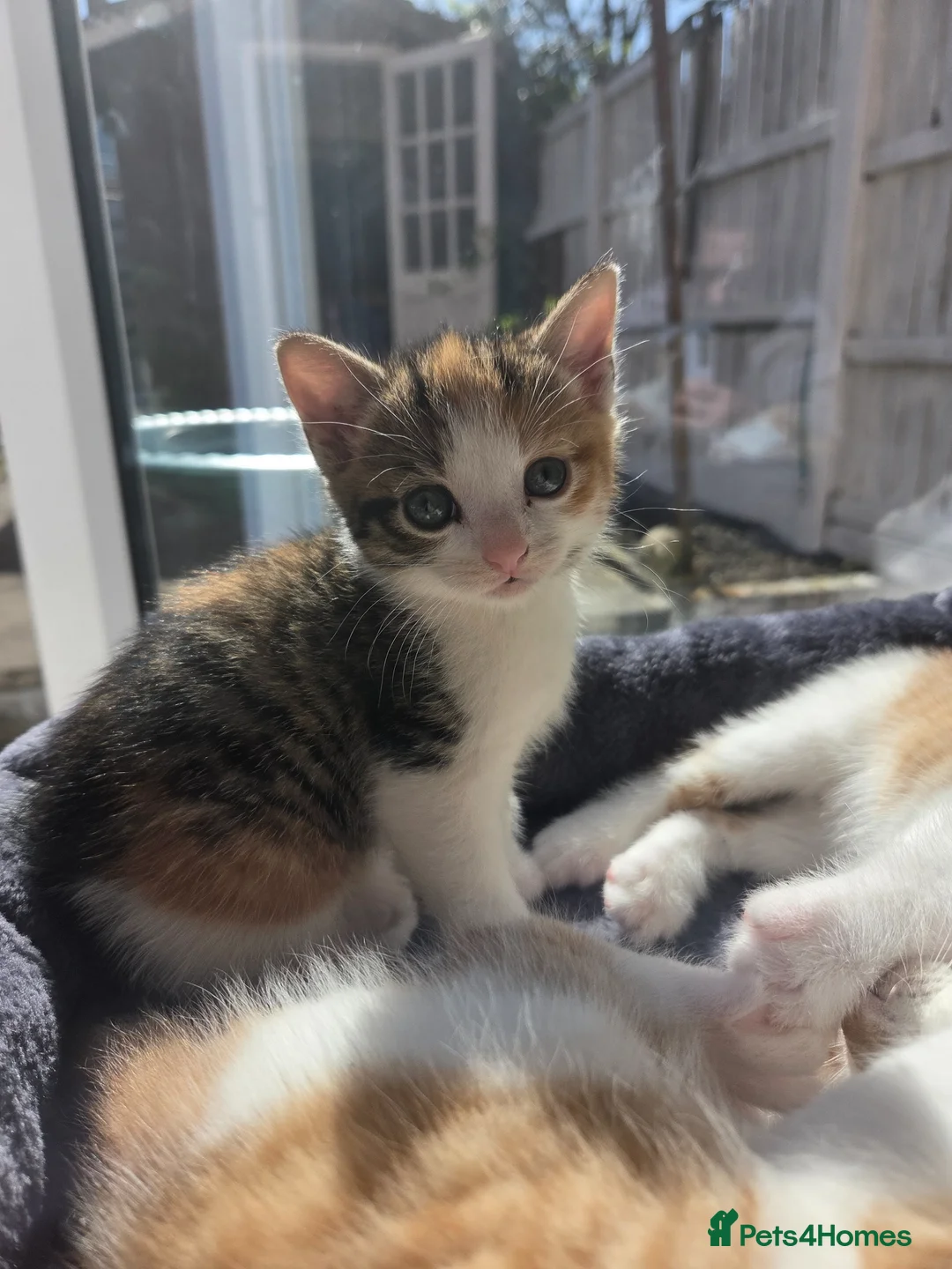 Mixed Breed cats for sale: Friendly babys looking for purrfect homes - Advert 2
