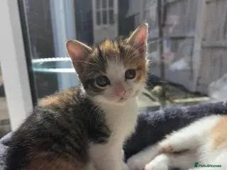 Mixed Breed cats Only 1 friendly baby girl avaliable. - Advert 8