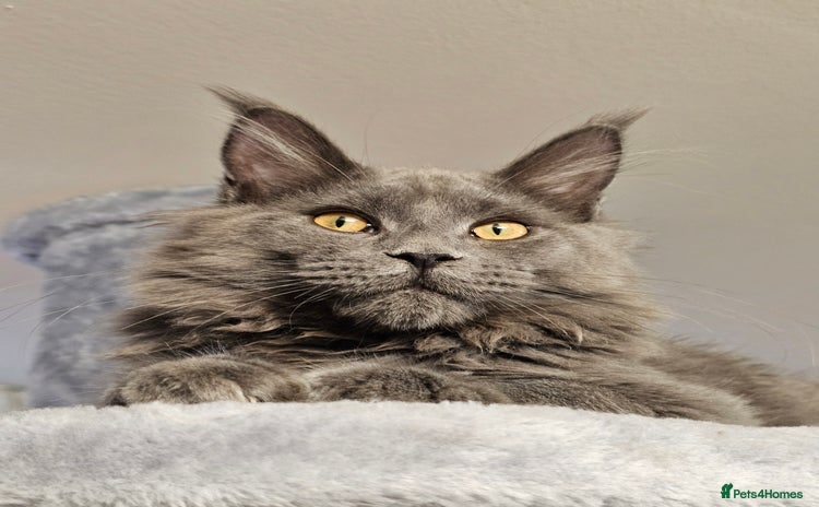 Maine Coon cats - Advert 6