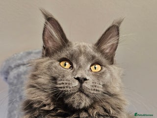 Maine Coon cats - Advert 15