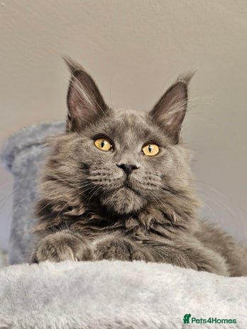 Maine Coon cats - Advert 2