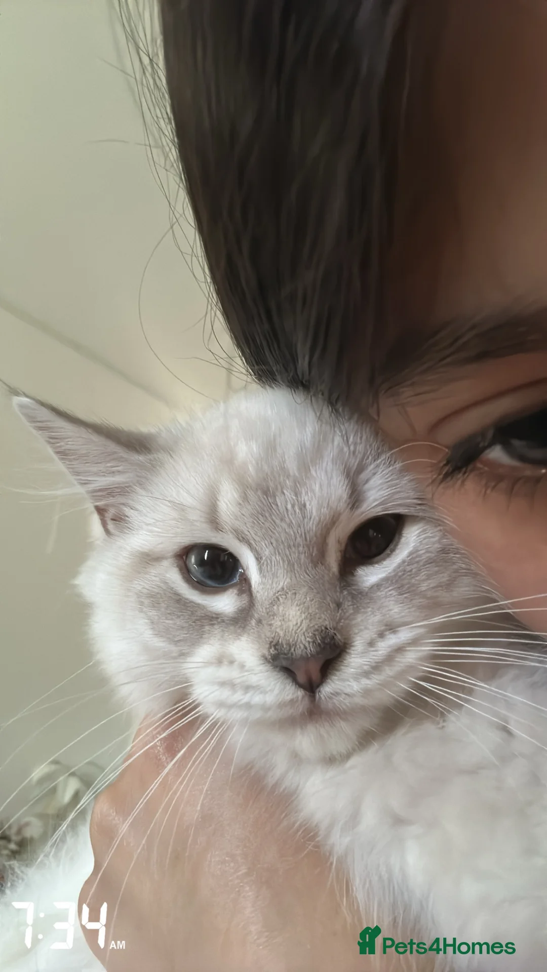 Ragdoll cats for sale: beautiful kitten left - Advert 2