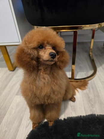 Miniature Poodle dogs - Advert 3