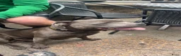 Staffordshire Bull Terrier dogs for stud: Spartan Zeus  in Nottingham - Advert 14