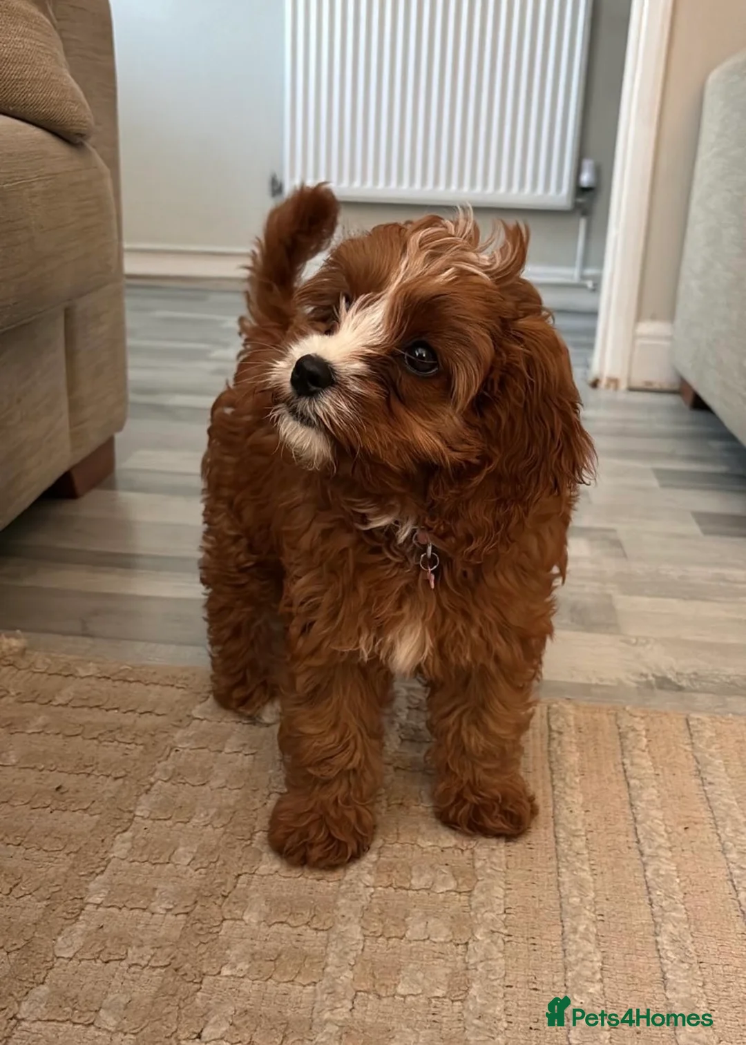 Cavapoo dogs for sale: Beautiful female f1 cavapoo female  - Advert 5