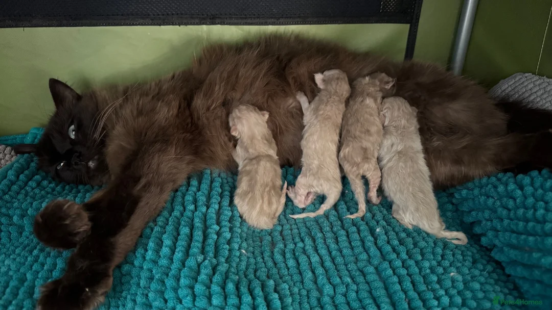 Ragdoll cats for sale: Pedigree Mink Ragdoll Kittens - Advert 1
