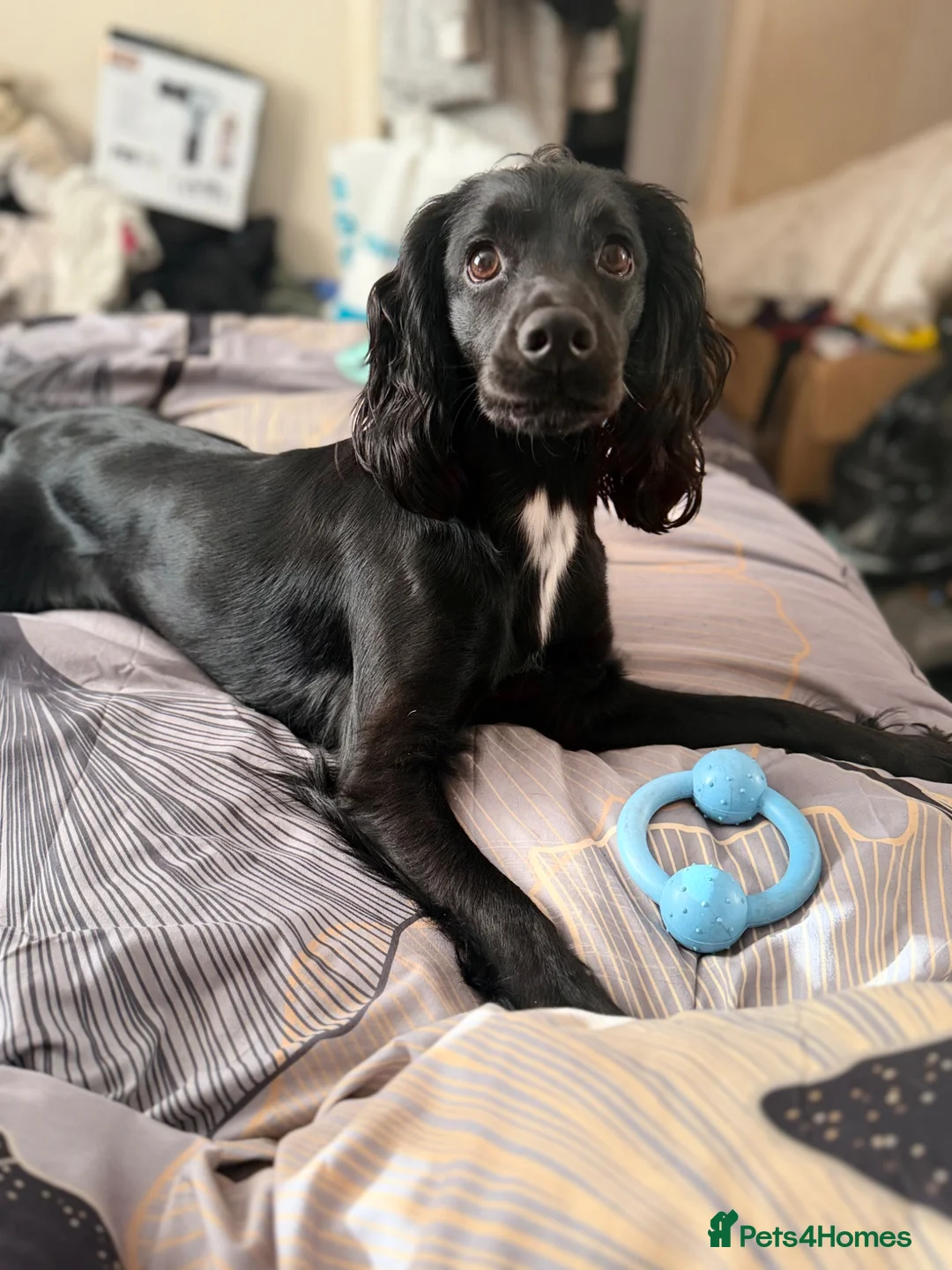 Cocker Spaniel dogs for sale: Female cocker spaniel  in Doncaster - Advert 2
