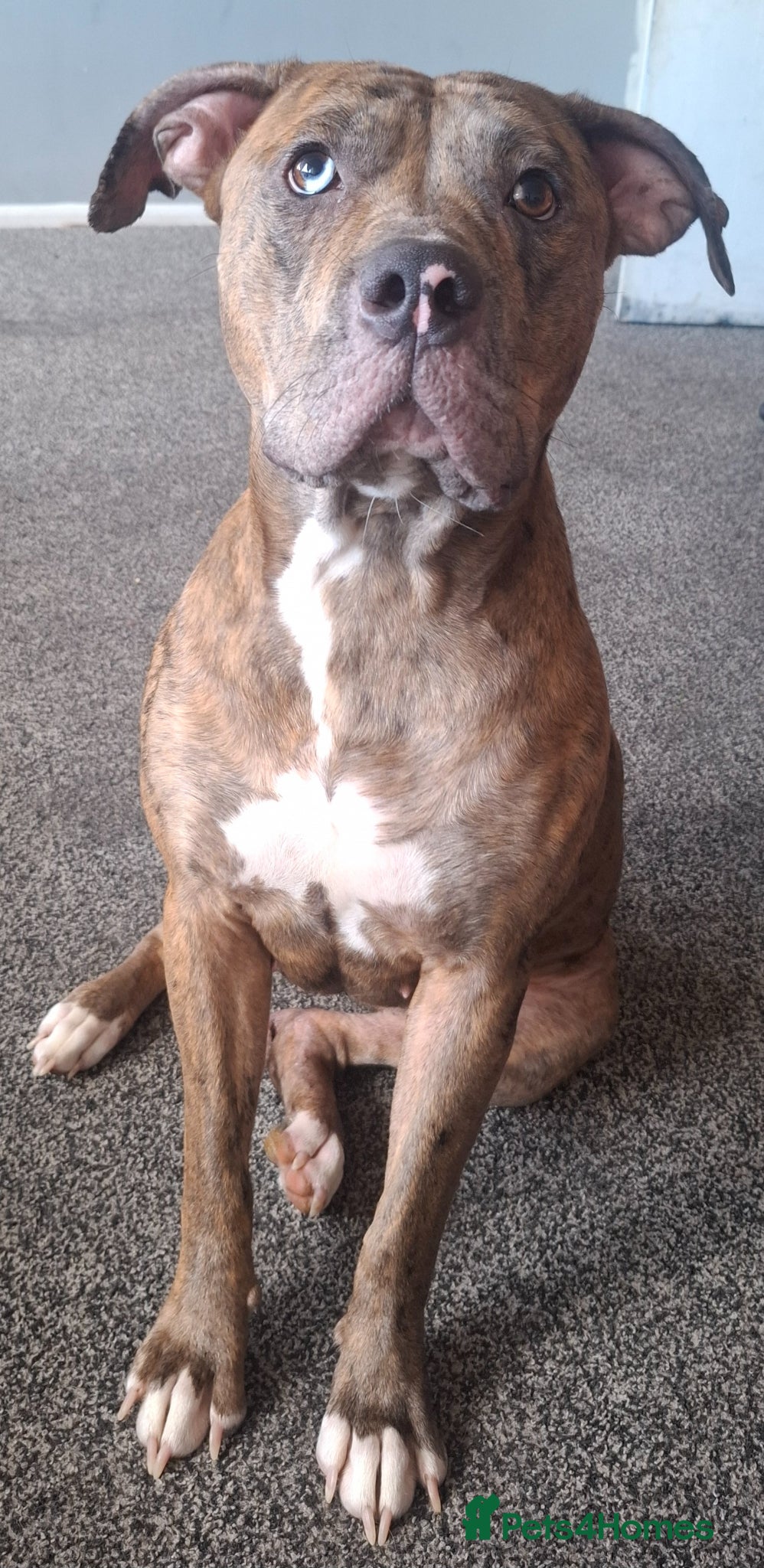 Presa Canario dogs Remi-Ray - Advert 6