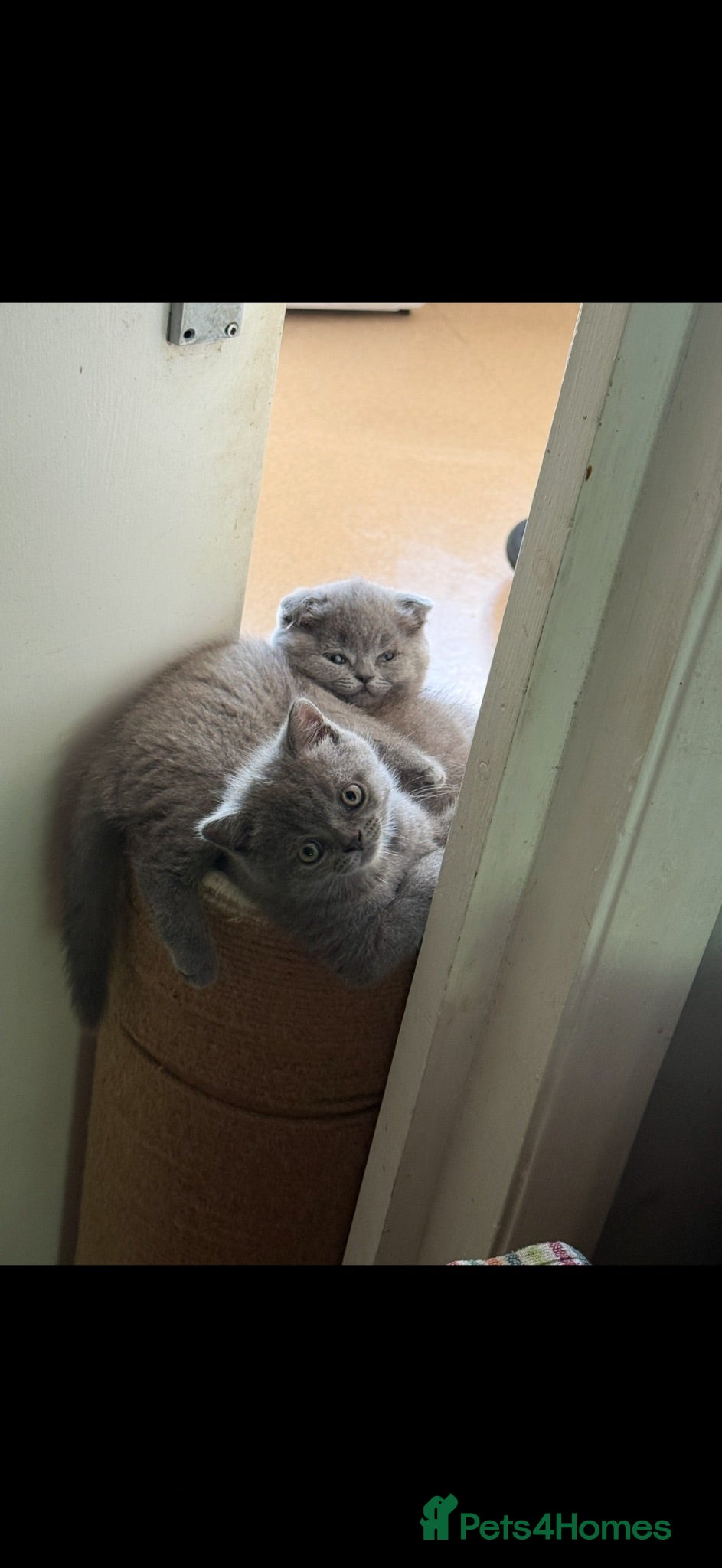 Scottish Fold cats Scottish kittens available now  - Advert 13