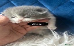 British Shorthair cats for sale: 🧸✨6 Chunky British Shorthair Kittens For Sale✨🧸 - Advert 7