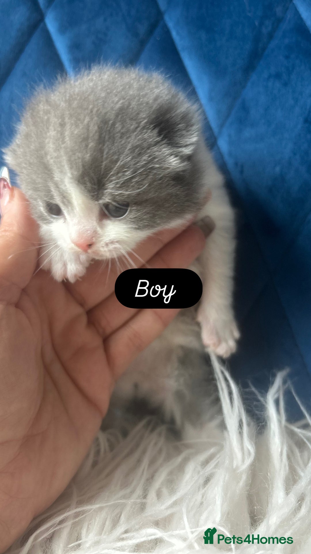 British Shorthair cats for sale: 🧸✨6 Chunky British Shorthair Kittens For Sale✨🧸 - Advert 7
