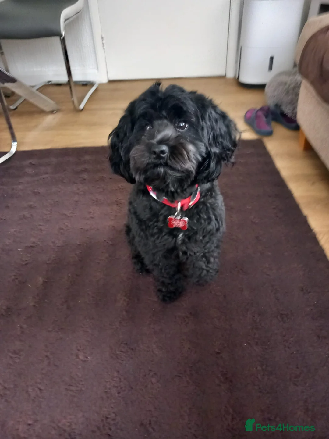 Cockapoo dogs for sale: Female cockapoo  - Advert 5