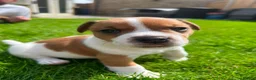 Jack Russell dogs for sale: Jack russell puppies  - Advert 6