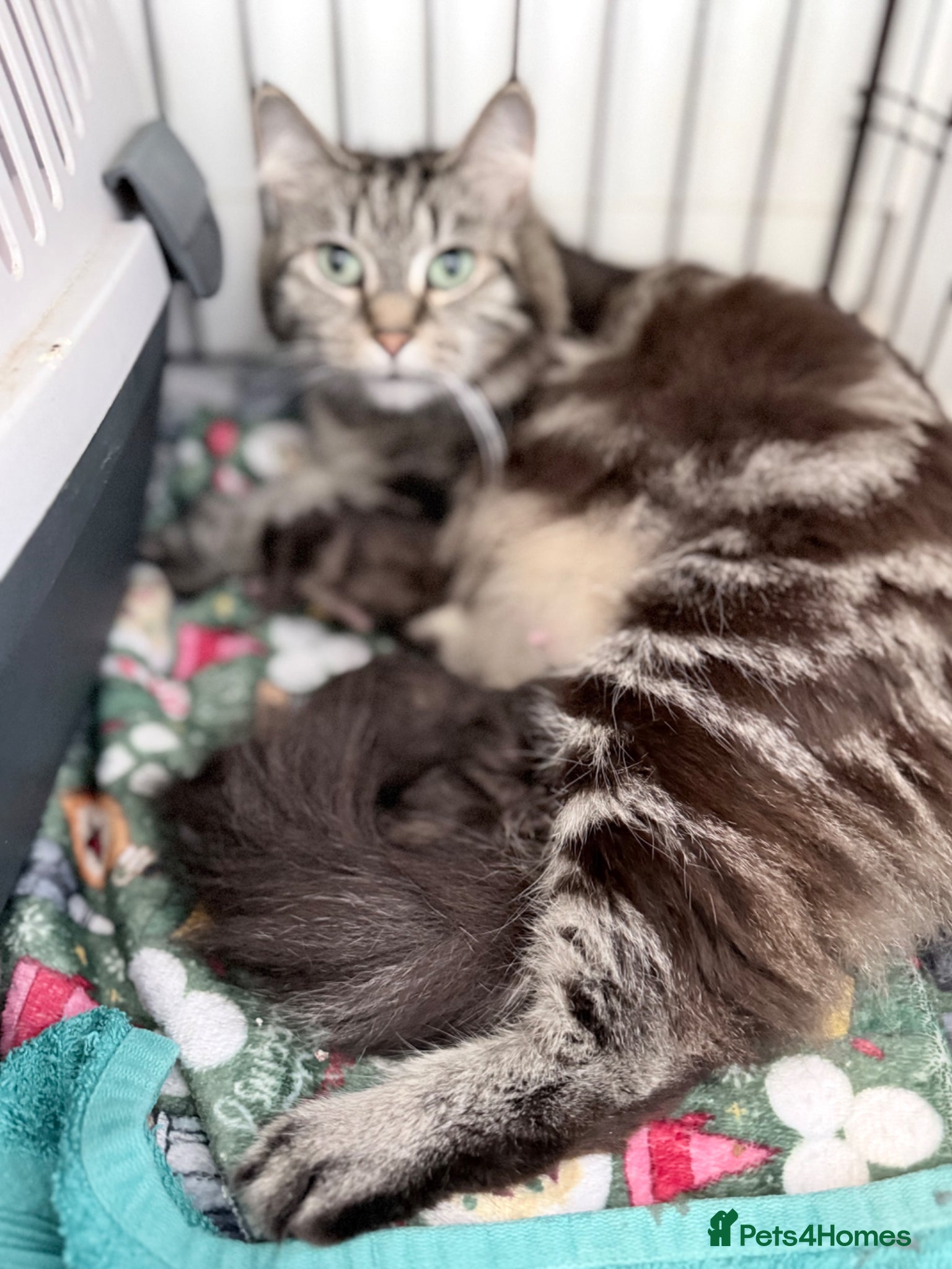 British Longhair cats 3 x female British longhair kittens - Advert 14