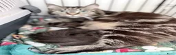British Longhair cats for sale: 3 x female British longhair kittens - Advert 1