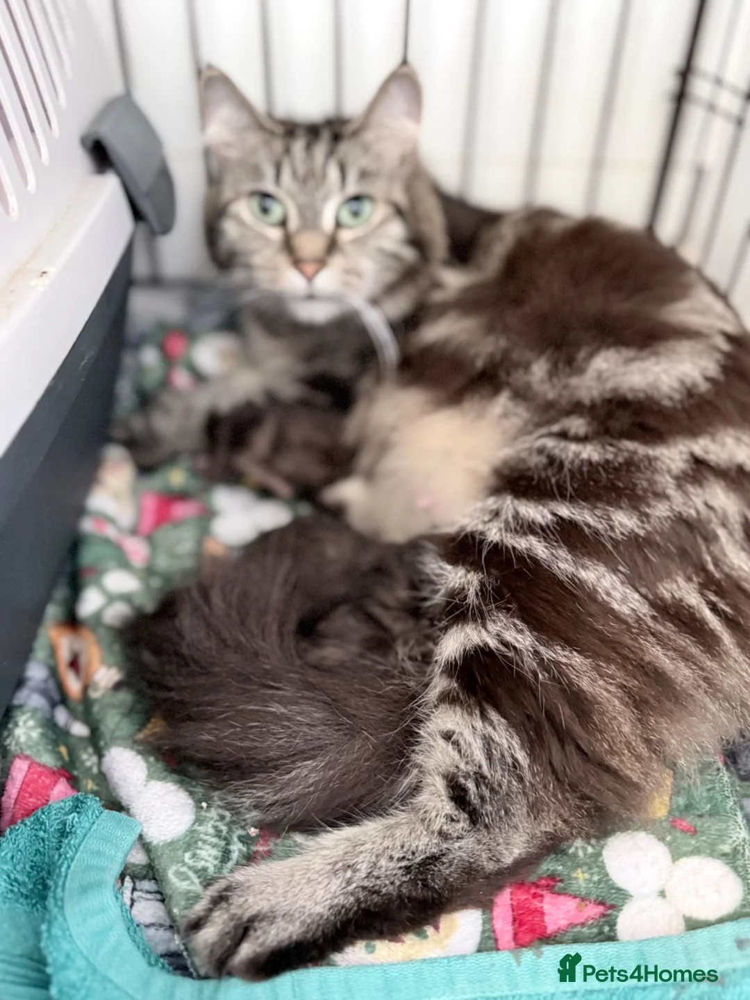 British Longhair cats for sale: 3 x female British longhair kittens - Advert 1